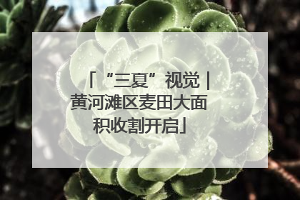 “三夏”视觉｜黄河滩区麦田大面积收割开启