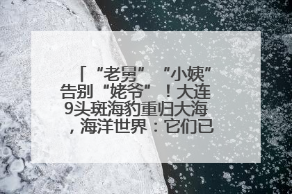 “老舅”“小姨”告别“姥爷”！大连9头斑海豹重归大海，海洋世界：它们已具备野外生存能力
