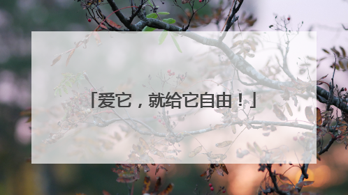 爱它，就给它自由！
