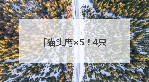 猫头鹰×5！4只在闲置房“安家”