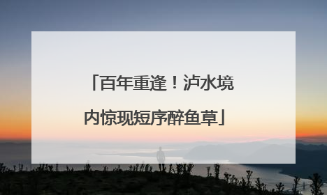 百年重逢！泸水境内惊现短序醉鱼草