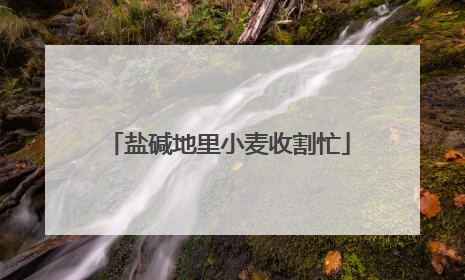 盐碱地里小麦收割忙