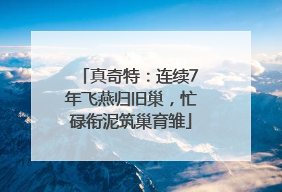 真奇特：连续7年飞燕归旧巢，忙碌衔泥筑巢育雏