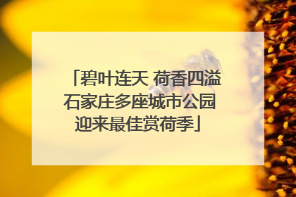 碧叶连天 荷香四溢 石家庄多座城市公园迎来最佳赏荷季
