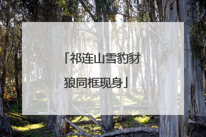 祁连山雪豹豺狼同框现身