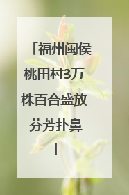 福州闽侯桃田村3万株百合盛放 芬芳扑鼻
