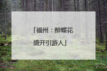 福州：醉蝶花盛开引游人