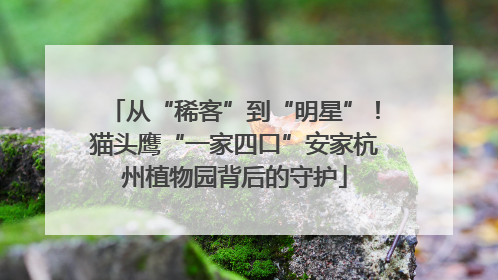 从“稀客”到“明星”！猫头鹰“一家四口”安家杭州植物园背后的守护