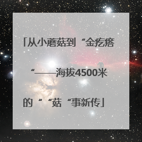 从小蘑菇到“金疙瘩“——海拔4500米的““菇“事新传
