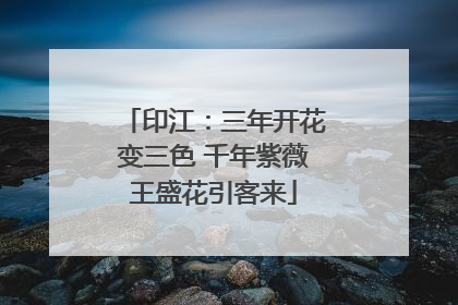 印江：三年开花变三色 千年紫薇王盛花引客来
