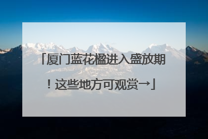 厦门蓝花楹进入盛放期！这些地方可观赏→