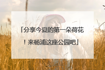 分享今夏的第一朵荷花！来杨浦这座公园吧