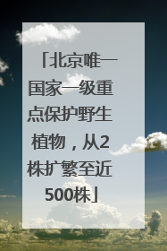 北京唯一国家一级重点保护野生植物，从2株扩繁至近500株