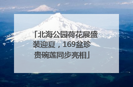北海公园荷花展盛装迎夏，169盆珍贵碗莲同步亮相