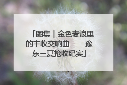 图集｜金色麦浪里的丰收交响曲——豫东三夏抢收纪实