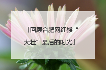 回顾合肥网红猴“大壮”最后的时光