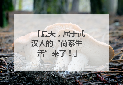 夏天，属于武汉人的“荷系生活”来了！