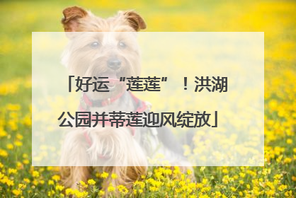 好运“莲莲”！洪湖公园并蒂莲迎风绽放