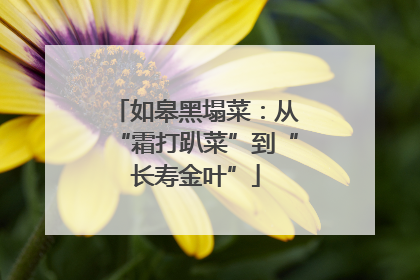 如皋黑塌菜：从“霜打趴菜”到“长寿金叶”