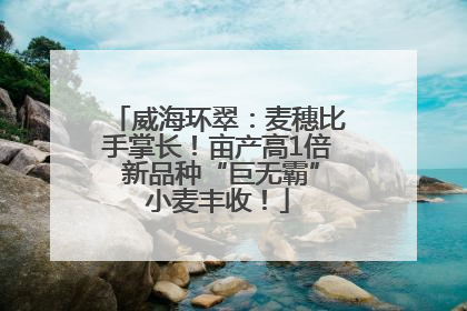 威海环翠：麦穗比手掌长！亩产高1倍 新品种“巨无霸”小麦丰收！