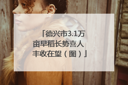 德兴市3.1万亩早稻长势喜人 丰收在望（图）