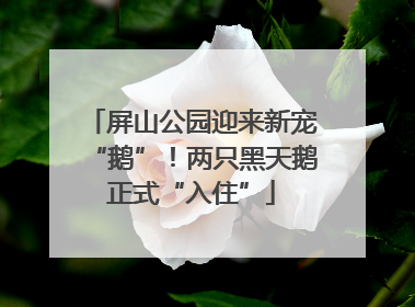 屏山公园迎来新宠“鹅”！两只黑天鹅正式“入住”