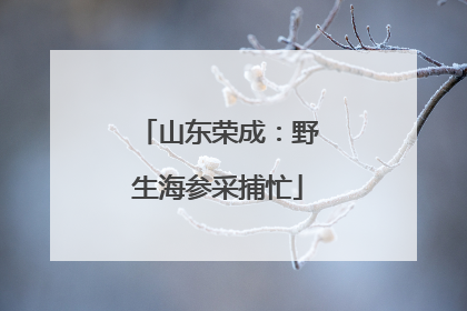 山东荣成：野生海参采捕忙