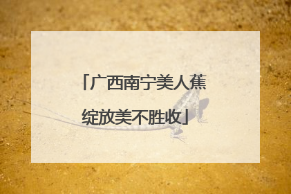 广西南宁美人蕉绽放美不胜收