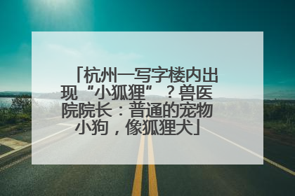 杭州一写字楼内出现“小狐狸”？兽医院院长：普通的宠物小狗，像狐狸犬