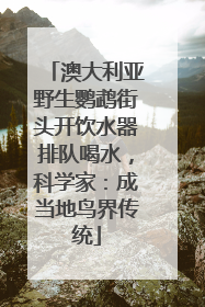 澳大利亚野生鹦鹉街头开饮水器排队喝水，科学家：成当地鸟界传统