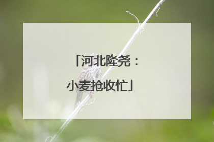 河北隆尧：小麦抢收忙