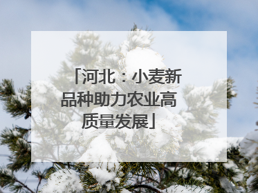 河北：小麦新品种助力农业高质量发展