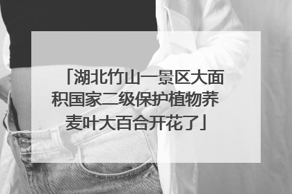 湖北竹山一景区大面积国家二级保护植物荞麦叶大百合开花了