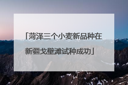 菏泽三个小麦新品种在新疆戈壁滩试种成功