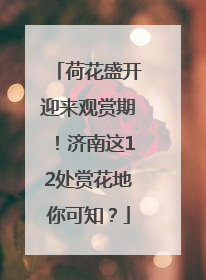 荷花盛开迎来观赏期！济南这12处赏花地你可知？