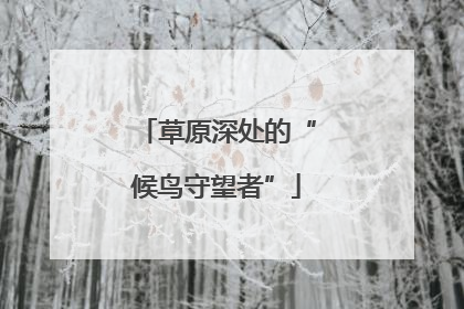 草原深处的“候鸟守望者”