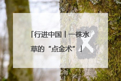 行进中国丨一株水草的“点金术”