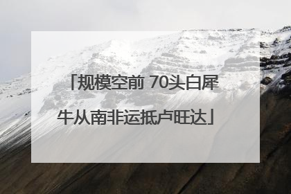 规模空前 70头白犀牛从南非运抵卢旺达
