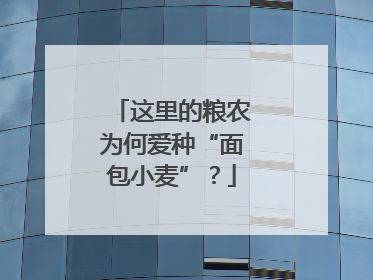 这里的粮农为何爱种“面包小麦”？