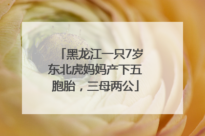 黑龙江一只7岁东北虎妈妈产下五胞胎，三母两公